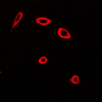 3 - Anti-Frizzled 2 Antibody AP54083
