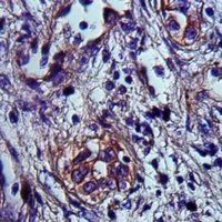 19 - Anti-Frizzled 2 Antibody AP54083