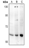 1 - Anti-Frizzled 2 Antibody AP54083