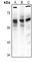 1 - Anti-Frizzled 5 Antibody AP54084