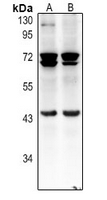 1 - Anti-pro-BMP8 Antibody AP54086
