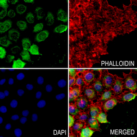 3 - Anti-IgA1/2 Antibody AP54087