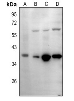 1 - Anti-IgA1/2 Antibody AP54087