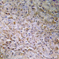 19 - Anti-Semaphorin 3C Antibody AP54088