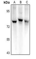 1 - Anti-Semaphorin 3C Antibody AP54088