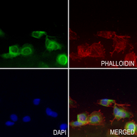 3 - Anti-CD159a/c Antibody AP54089