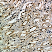 19 - Anti-CD159a/c Antibody AP54089