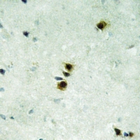 19 - Anti-MXD4 Antibody AP54092