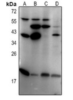 1 - Anti-MXD4 Antibody AP54092