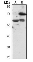1 - Anti-BS69 Antibody AP54093