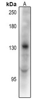 1 - Anti-TRERF1 Antibody AP54094