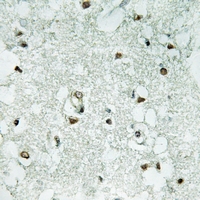 19 - Anti-HPC2 Antibody AP54095