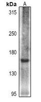 1 - Anti-Collagen 16 alpha 1 Antibody AP54096