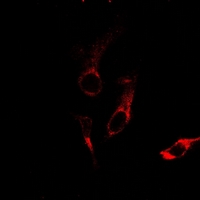 3 - Anti-Laminin alpha 3 Antibody AP54097