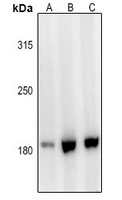 1 - Anti-Laminin alpha 3 Antibody AP54097