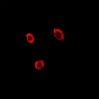 3 - Anti-Contactin 4 Antibody AP54099