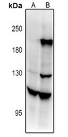1 - Anti-Contactin 4 Antibody AP54099