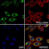 3 - Anti-Myosin 15 Antibody AP54101