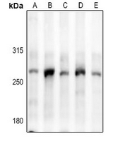 1 - Anti-Myosin 15 Antibody AP54101