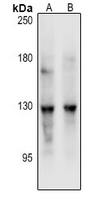 1 - Anti-REXO1 Antibody AP54102