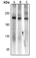 1 - Anti-SCN7A Antibody AP54104