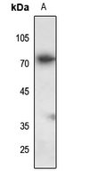 1 - Anti-FAM111A Antibody AP54108