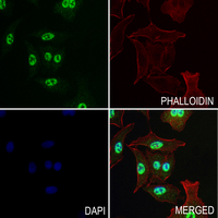 3 - Anti-PDE6G Antibody AP54113