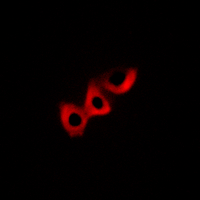 3 - Anti-DLC1 Antibody AP54115