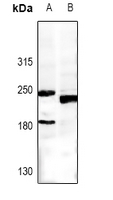 1 - Anti-MRP5 Antibody AP54120