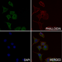 3 - Anti-RFPL4B Antibody AP54121