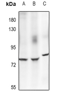 1 - Anti-ECM1 Antibody AP54123