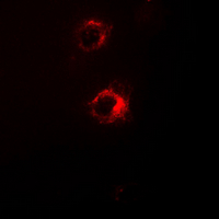 3 - Anti-GPR42 Antibody AP54124