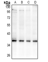 1 - Anti-GPR42 Antibody AP54124