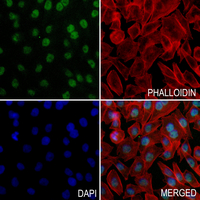 3 - Anti-Histone H2A Antibody AP54127