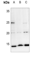 1 - Anti-Histone H2A Antibody AP54127