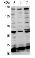 1 - Anti-TEAD1 Antibody AP54128