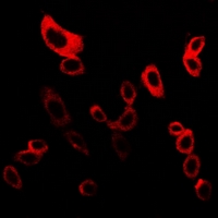 3 - Anti-mPR gamma Antibody AP54129