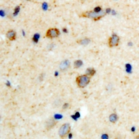 19 - Anti-mPR gamma Antibody AP54129