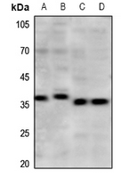1 - Anti-mPR gamma Antibody AP54129