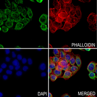 3 - Anti-ATP7A Antibody AP54130