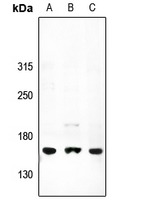 1 - Anti-ATP7A Antibody AP54130