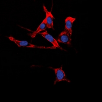 3 - Anti-EPHB1/2 Antibody AP54131
