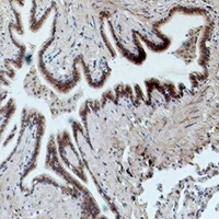 19 - Anti-CD16 Antibody AP54132