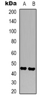 1 - Anti-CD16 Antibody AP54132