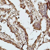 19 - Anti-Histone H2B Antibody AP54134