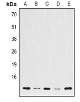 1 - Anti-Histone H2B Antibody AP54134