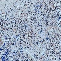 19 - Anti-OCT1 Antibody AP54135