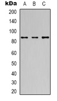 1 - Anti-OCT1 Antibody AP54135