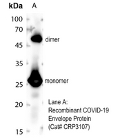 1 - Anti-COVID-19 Envelope Protein Antibody AP54149
