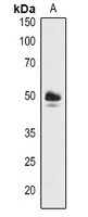 1 - Anti-ABF3 Antibody AP54150